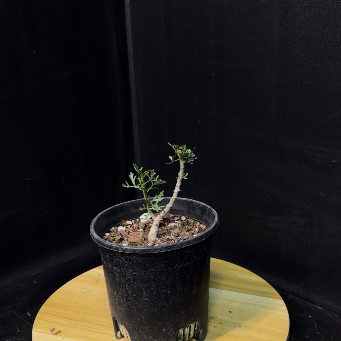 鹿角橄榄十二骑士