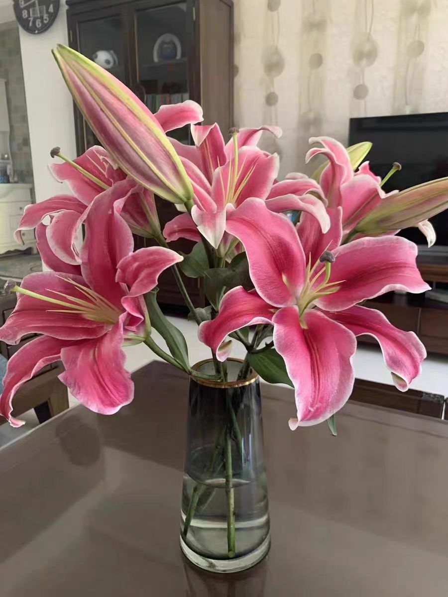 【帕拉佐香水百合】家用鲜切花插花