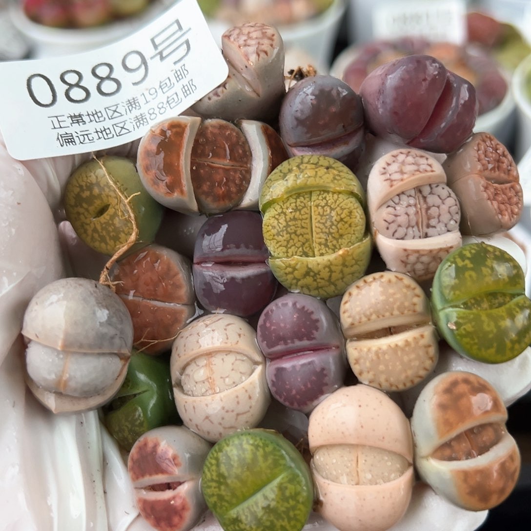 好养易活生石花大母本0889共20颗