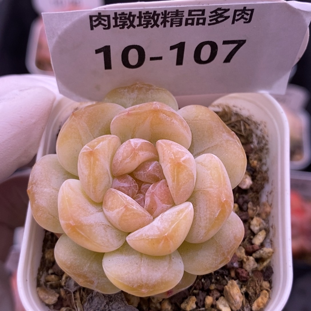 【闪购商品】10-107