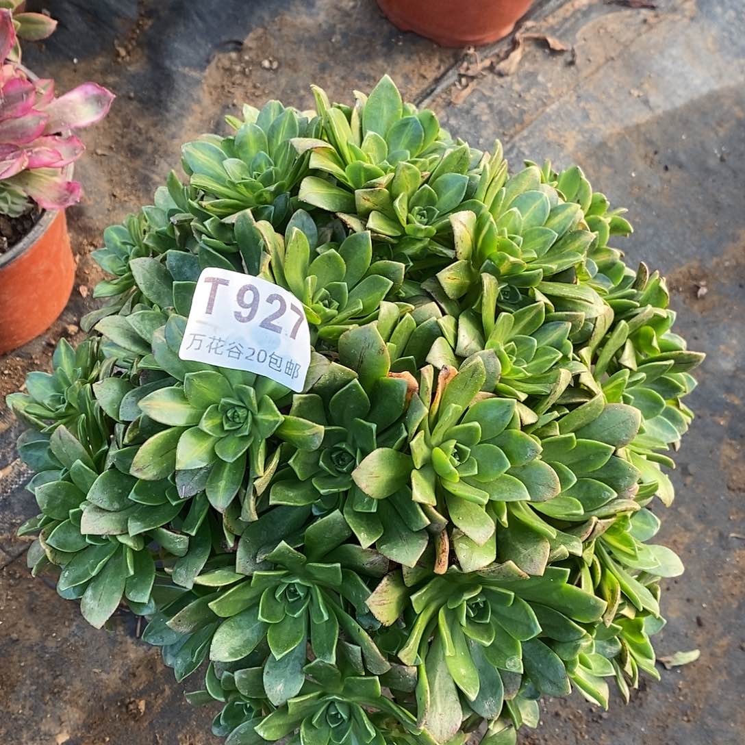 927花茶多肉植物