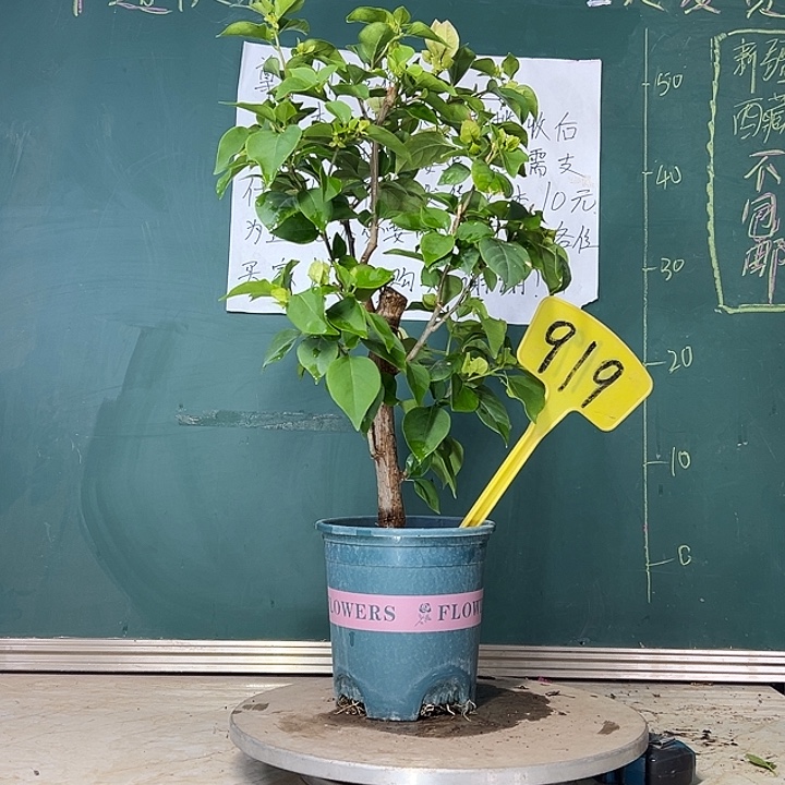 当前无花栽培后可以开花 绿樱  919