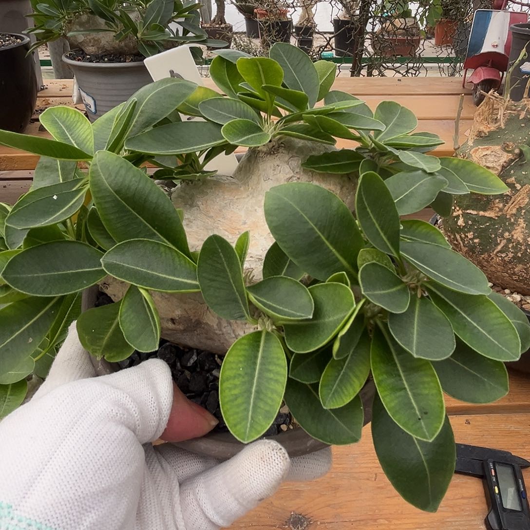 汤圆植物大龙冠哈