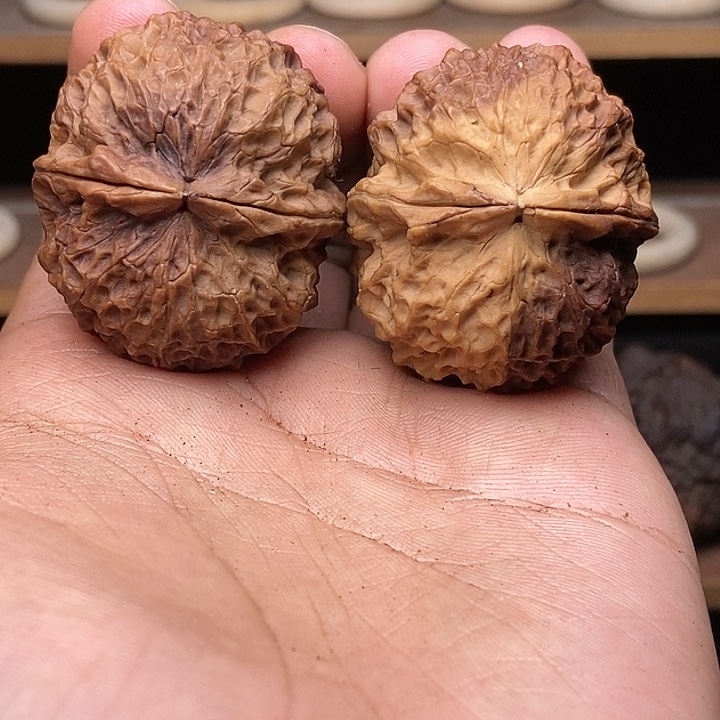 核桃臻龙绣球    