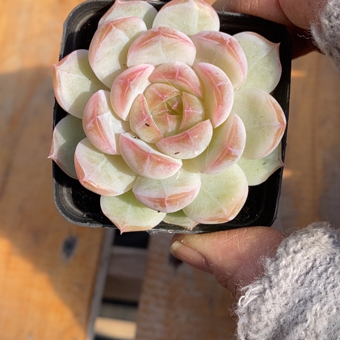 精品多肉一物一拍不包整367