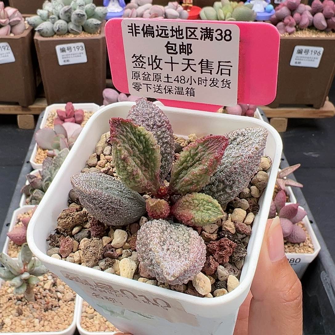 010猪舌多肉植物