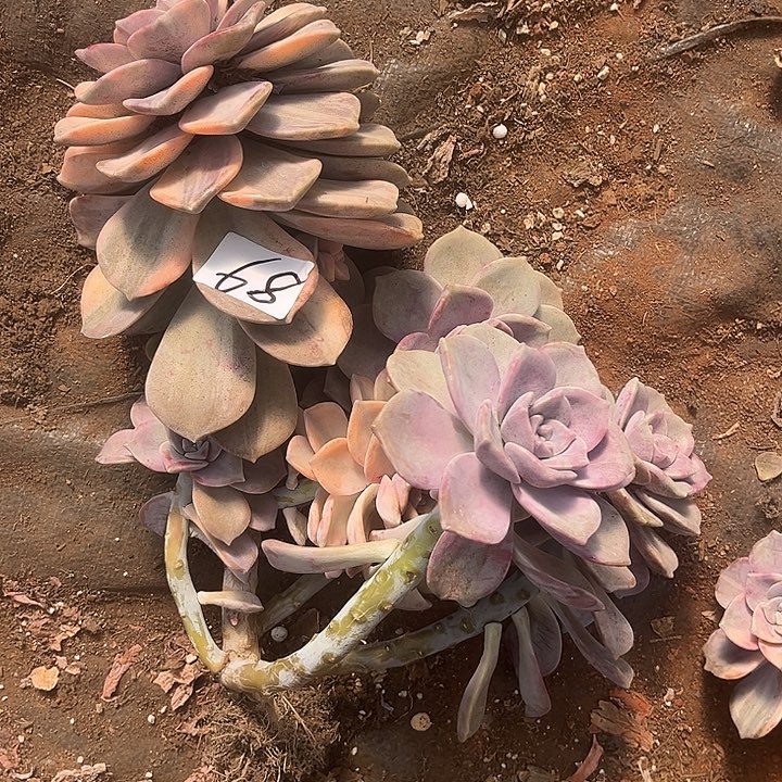 牛***曼紫乐景68号多肉植物