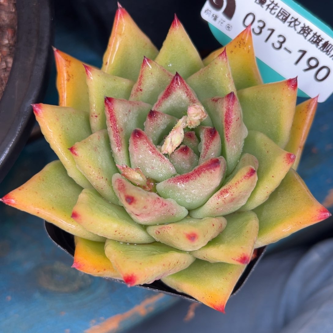 斐****o从前慢多肉精选编号0313.190