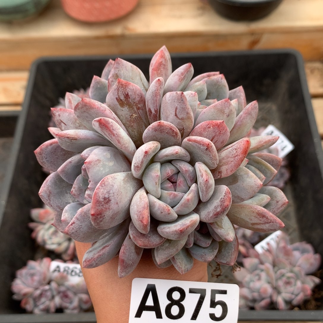 A875 星影石榴籽 老桩清仓