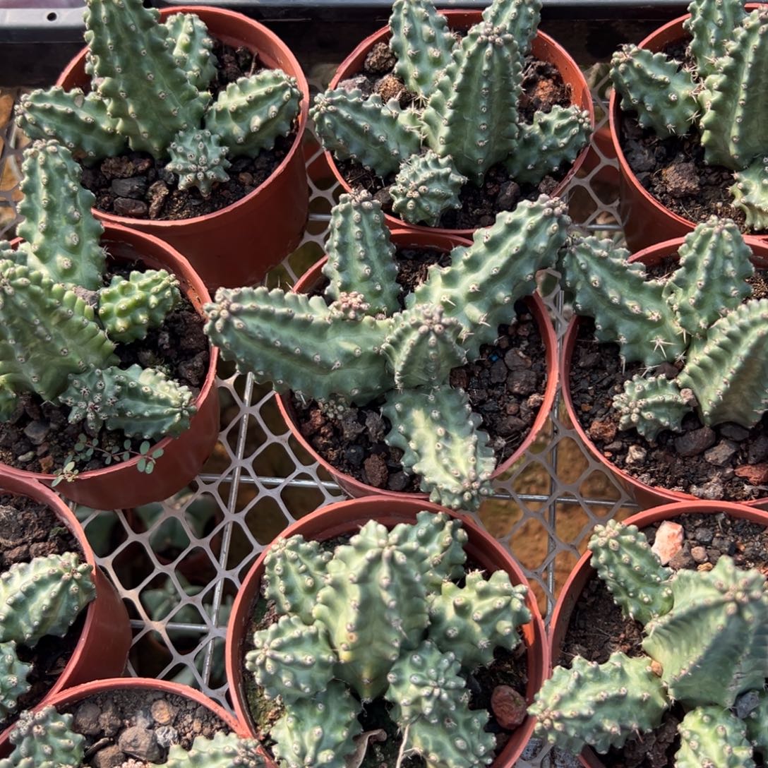 魔幻虾随机一颗。    