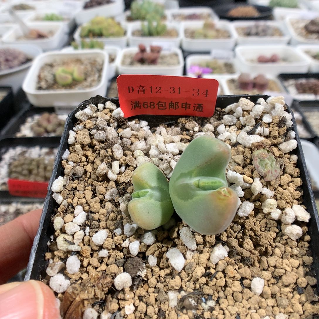 12-31-34       空蝉