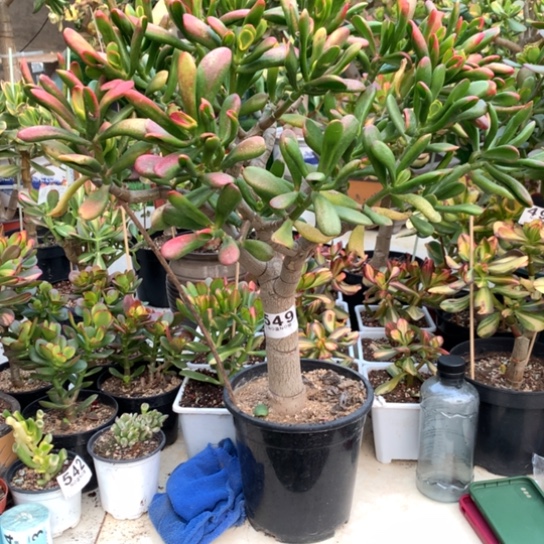 丫*549大铲脱土发货