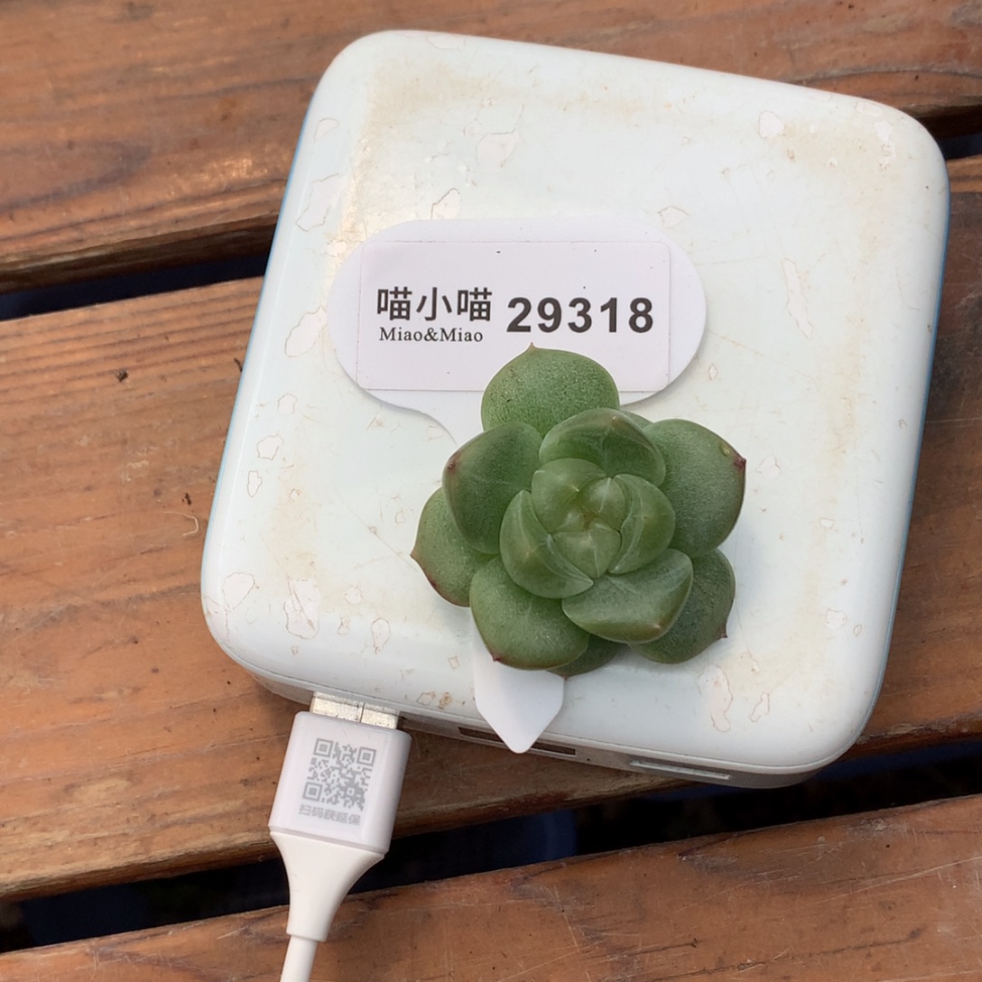 马***？多肉植物杂技珍妮