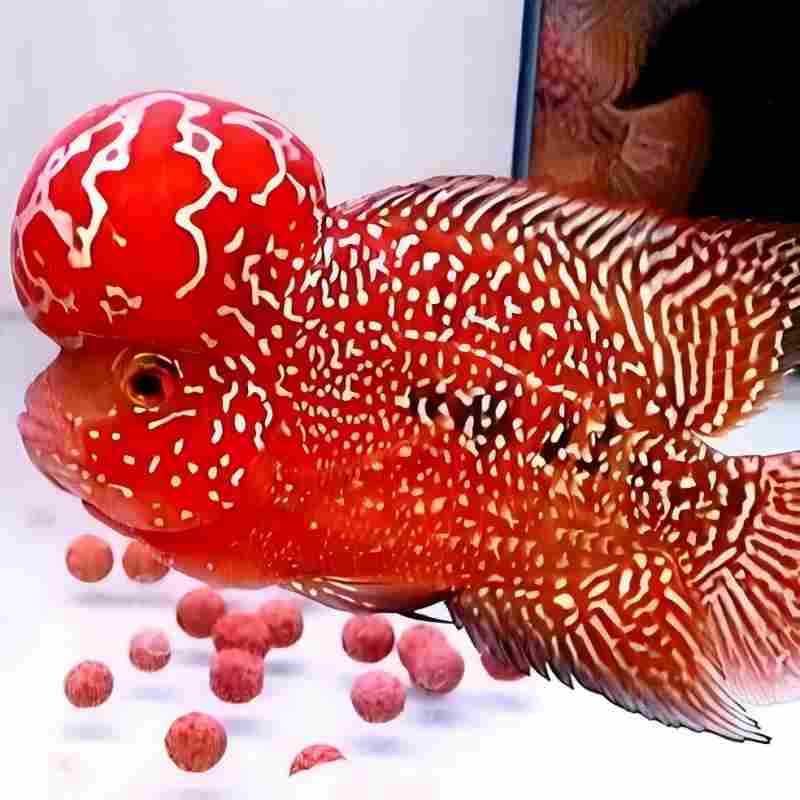 1号好养耐活12 - 15公分鸿运当头罗汉鱼活体热带观赏淡水鱼