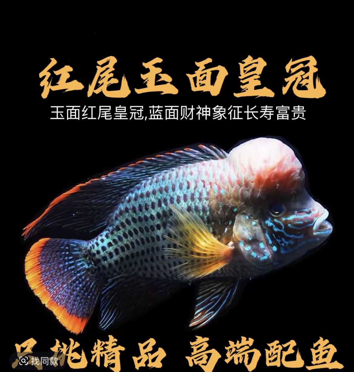 红尾玉面皇冠鱼活体中大型热带观赏鱼玉面皇冠鱼凶猛耐活