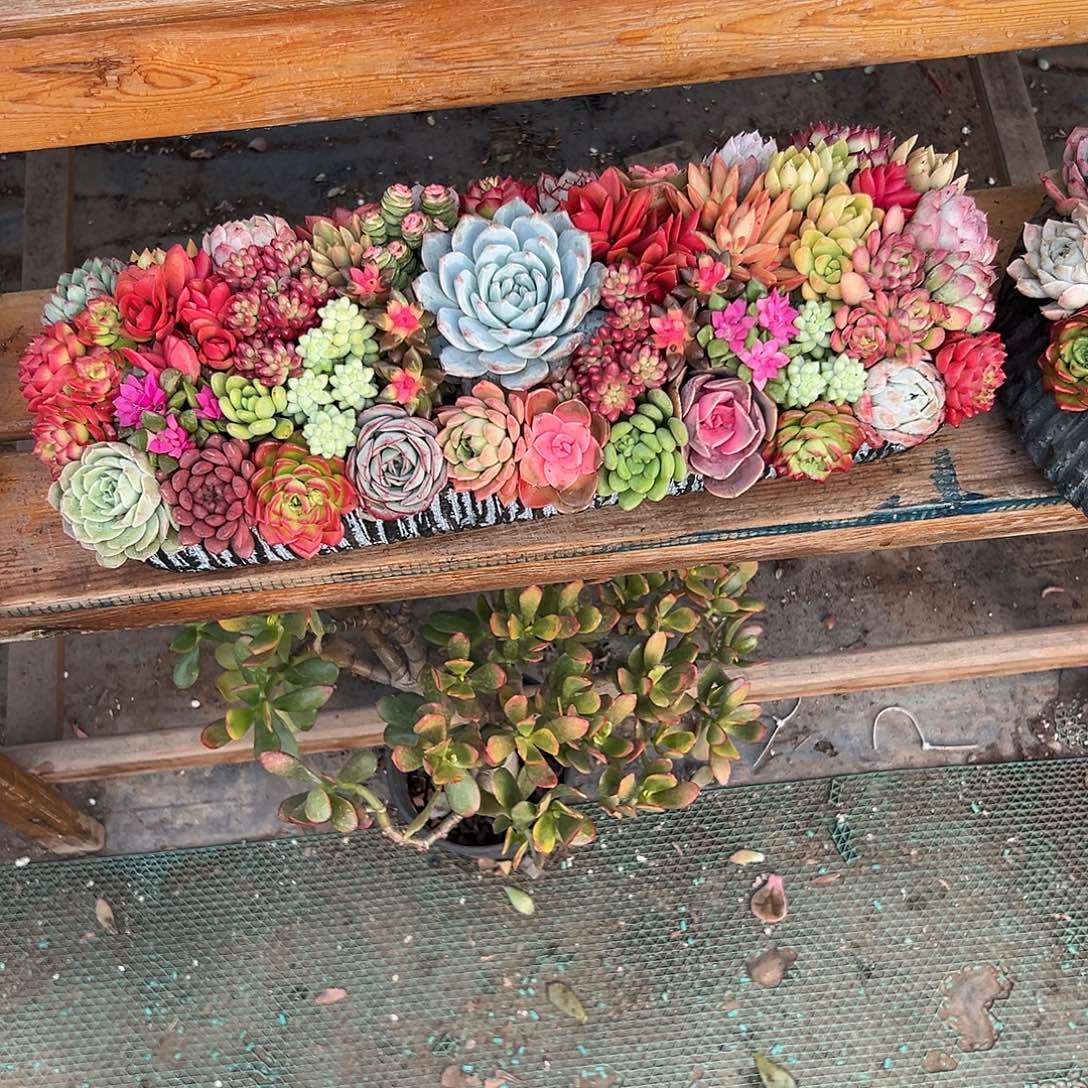 2个长条多肉组合组合