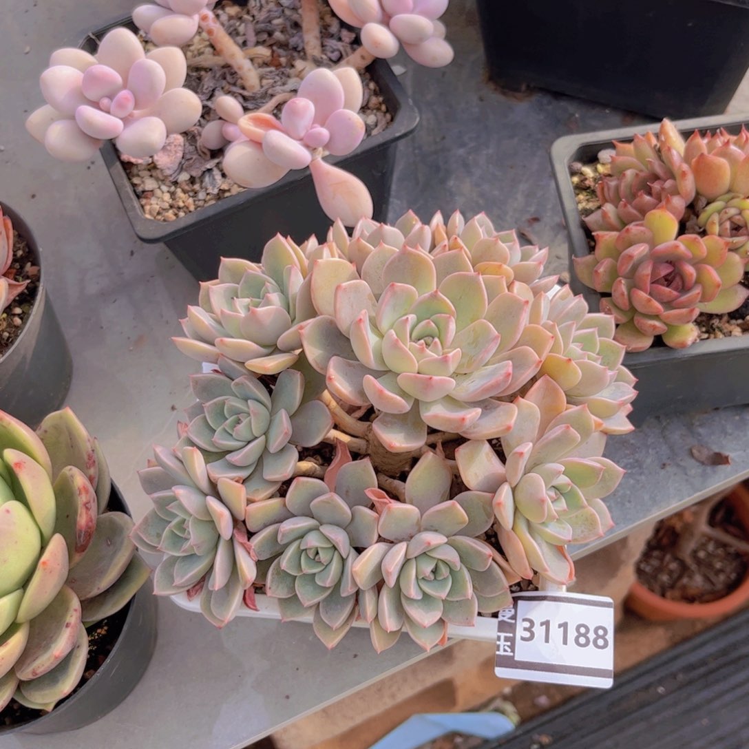 红粉佳人多肉植物31188