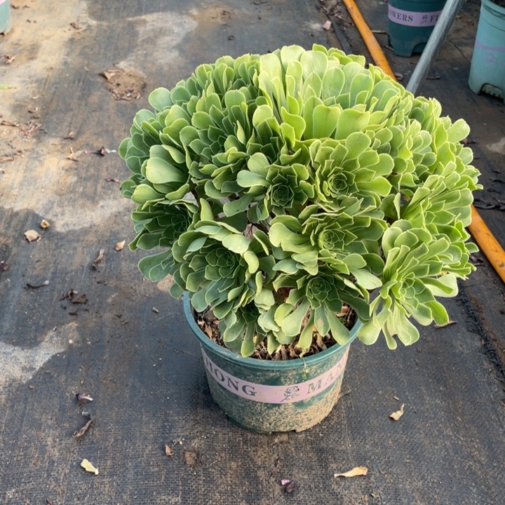 2青志多肉多肉植物多肉多肉