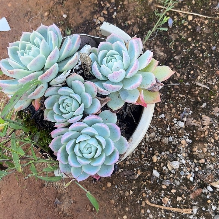 爱***7多肉植物实物直播实物81