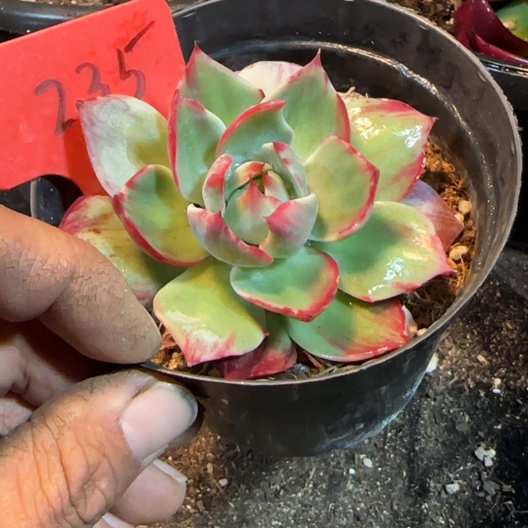 懂***惊鸿一物一拍包装收缩花旱235