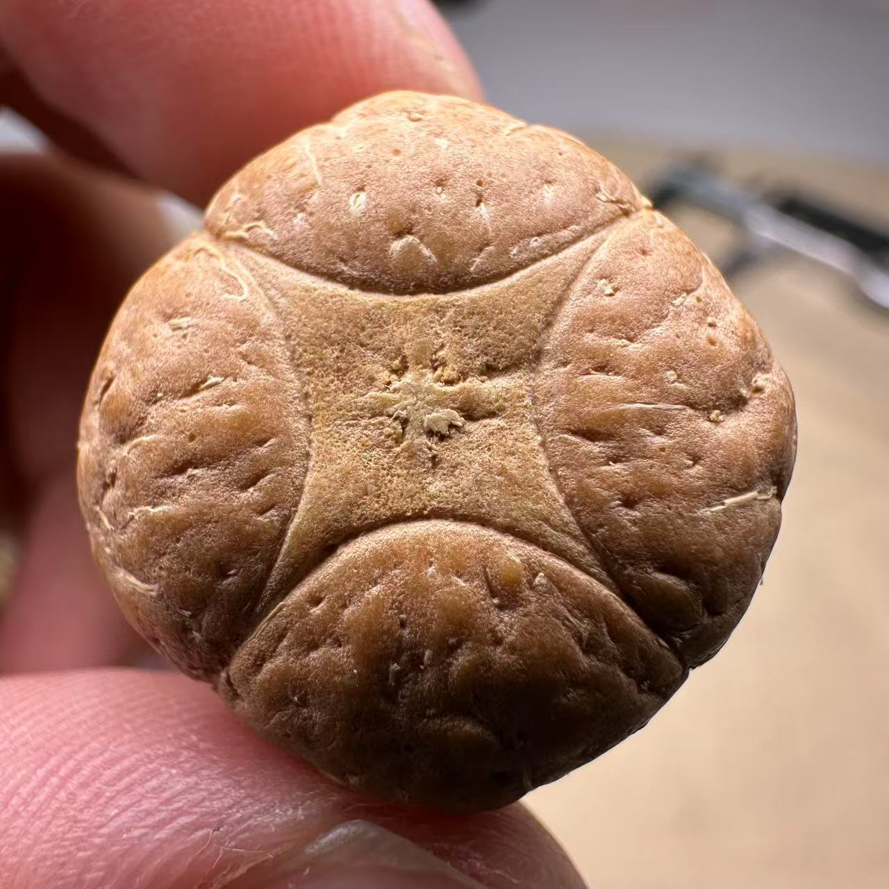 尼泊尔麒麟眼菩提，尺寸23，厚度15，s系列
