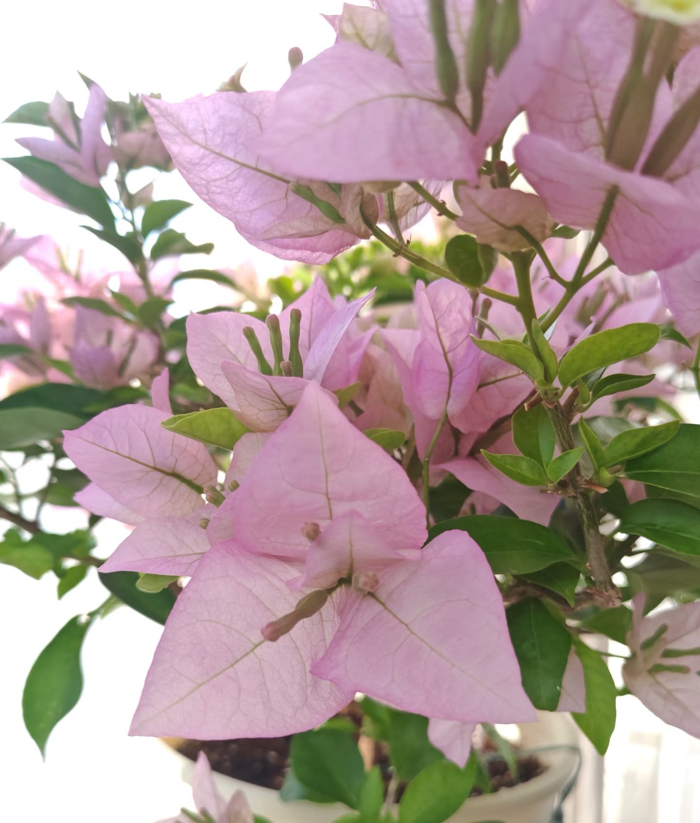 【粉天使】大花大叶观赏勤花耐活带盆三角梅