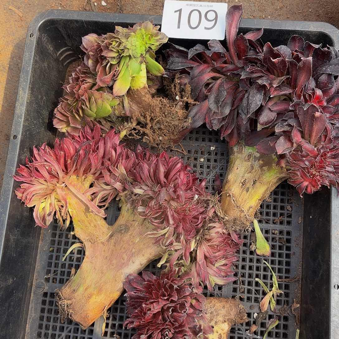 多肉植物福利来109