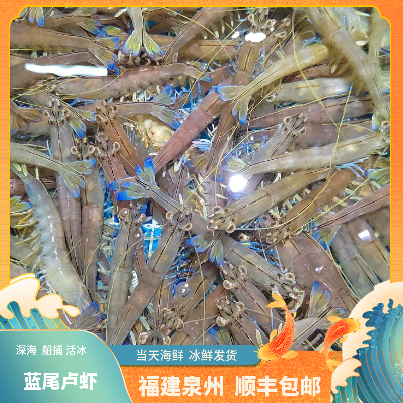 福建船捕【土虾】5斤顺丰当天冰鲜发货