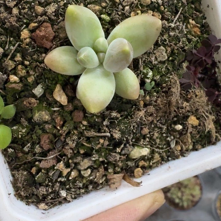 戴蒙德 单头 一物一拍