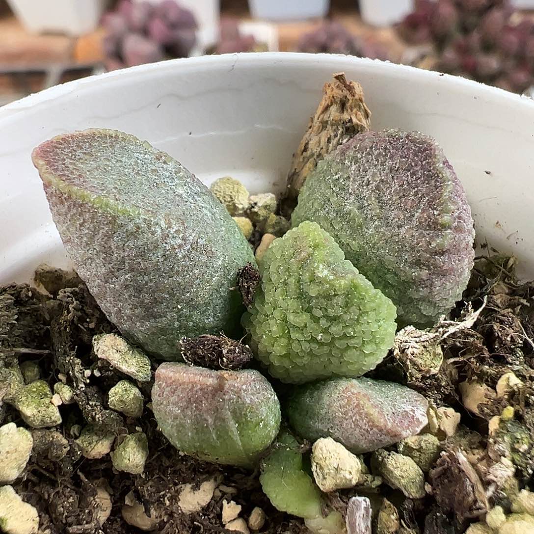 实生新品多肉水泡植物