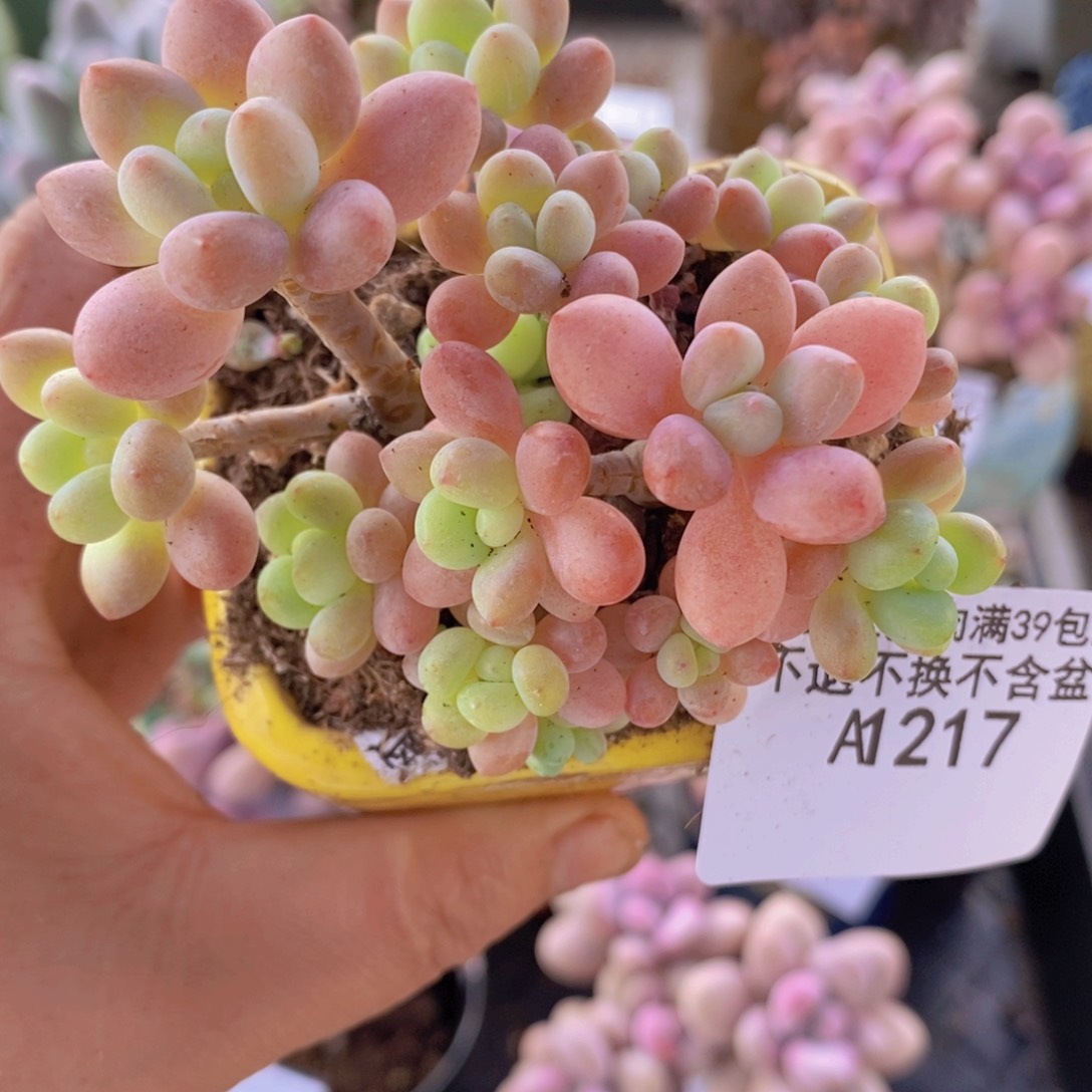 鱼子酱6cm217多肉植物