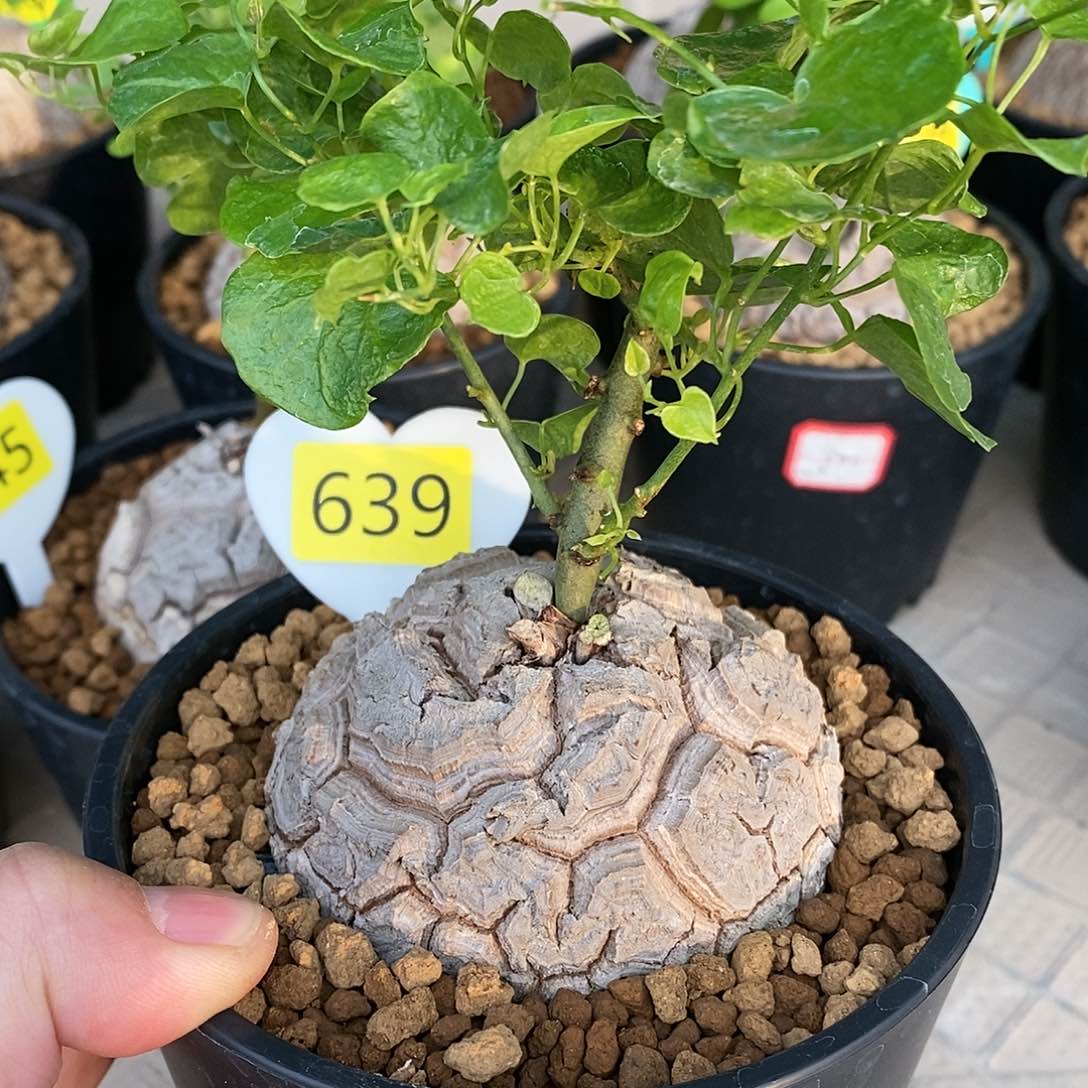 南非龟甲龙龟甲龙