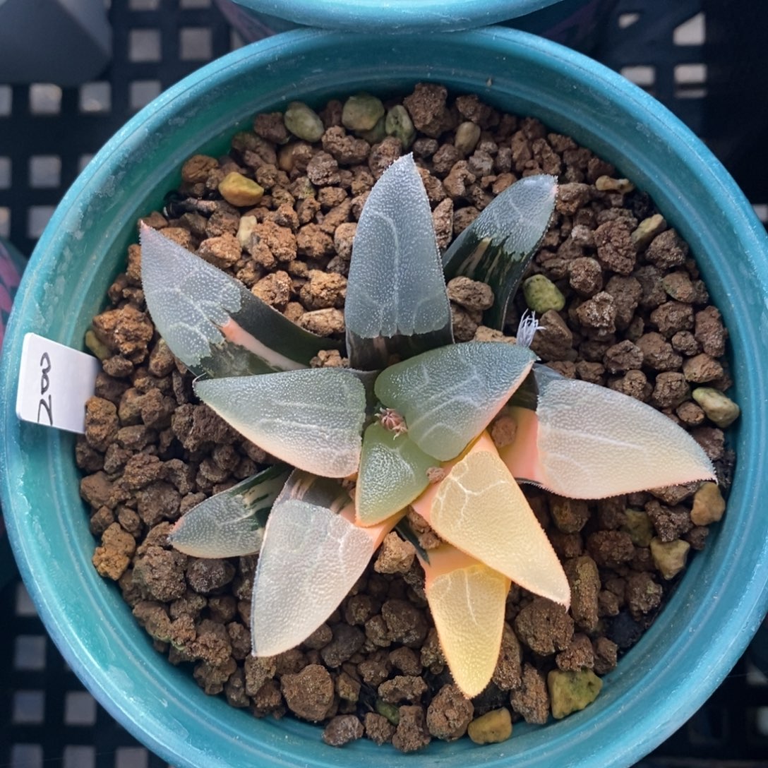 一颗实生大克锦。   特价