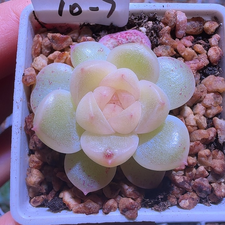10-7福利梦纱单头群生不包整