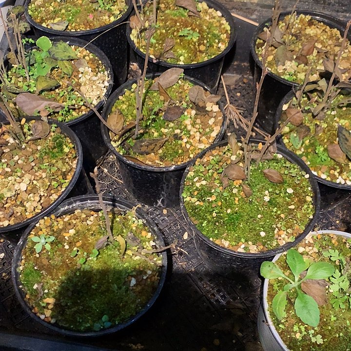 无花朵小山鸡根培育35