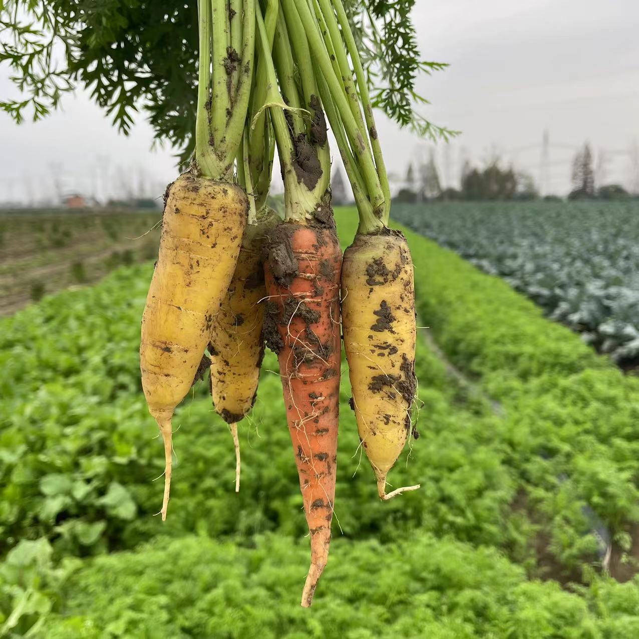 小胡萝卜湖北农家自种土胡萝卜现挖现发红皮黄皮胡萝卜3斤5斤