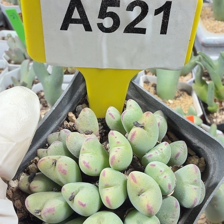 521nnnmmnnnnnnnnjjjjjjj