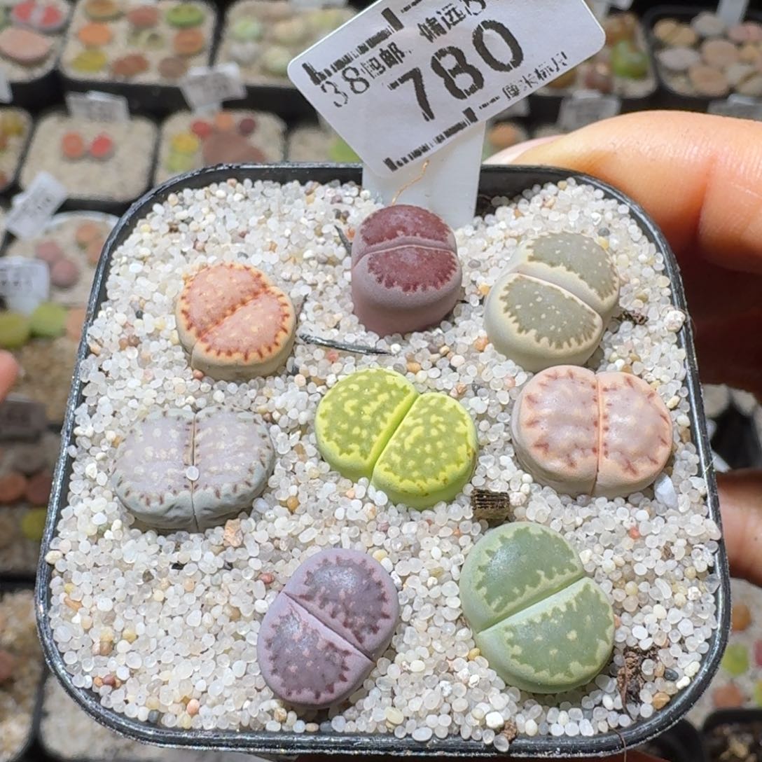 Ssss便宜清仓价780