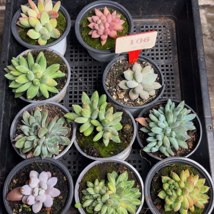 106多肉植物一物一拍