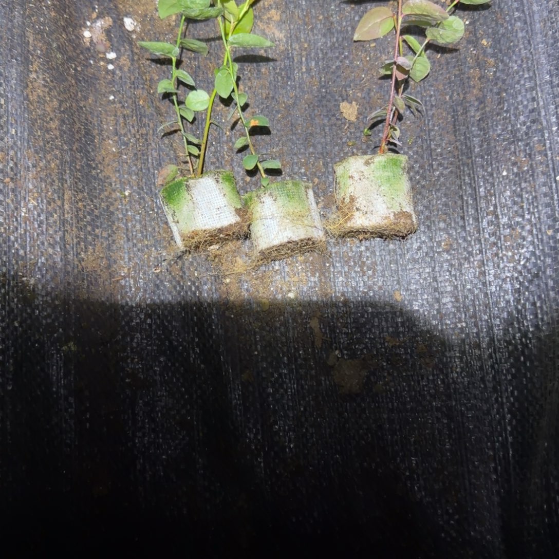 苔藓32三颗装，无售后