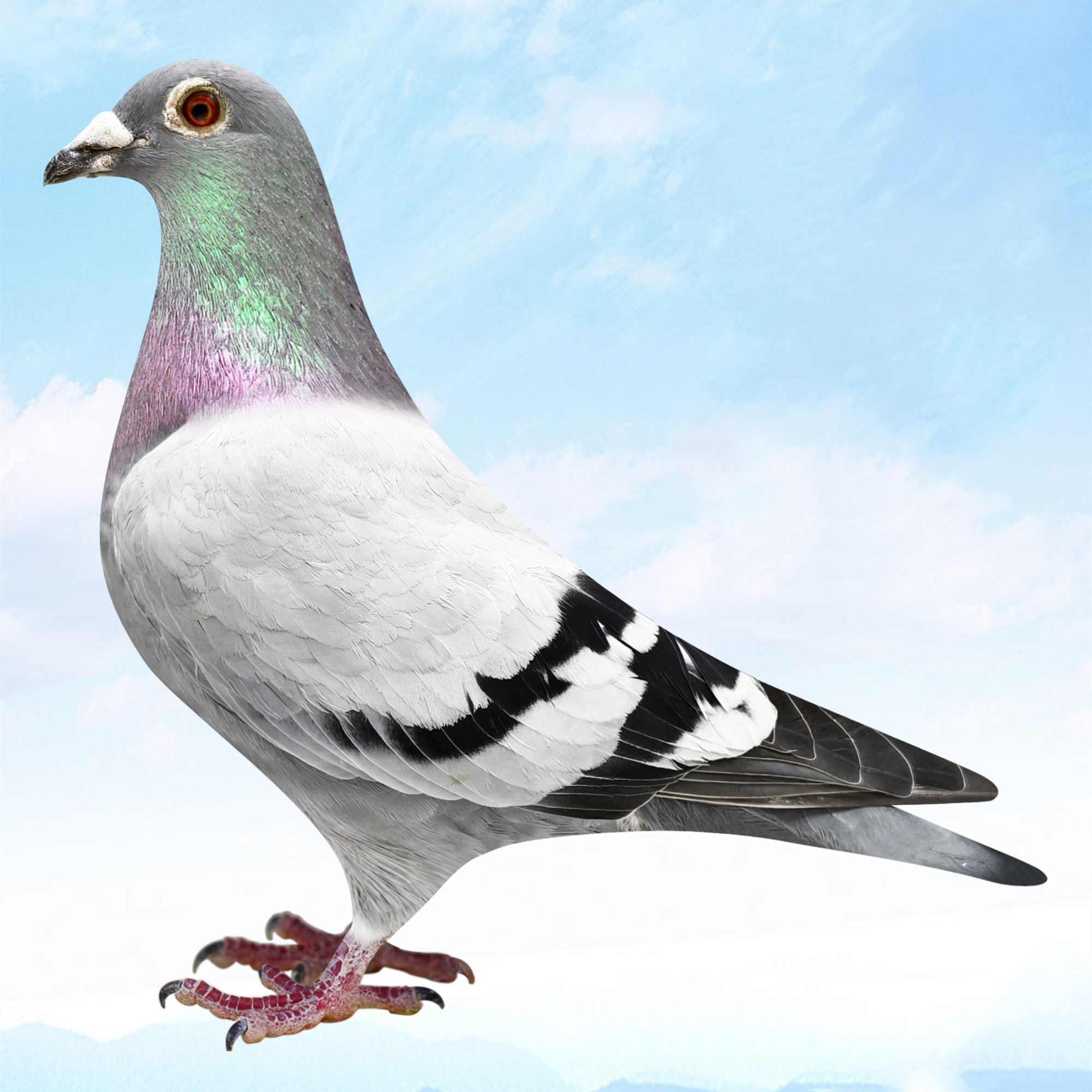 信鸽种鸽原环幼鸽肉鸽直播专用