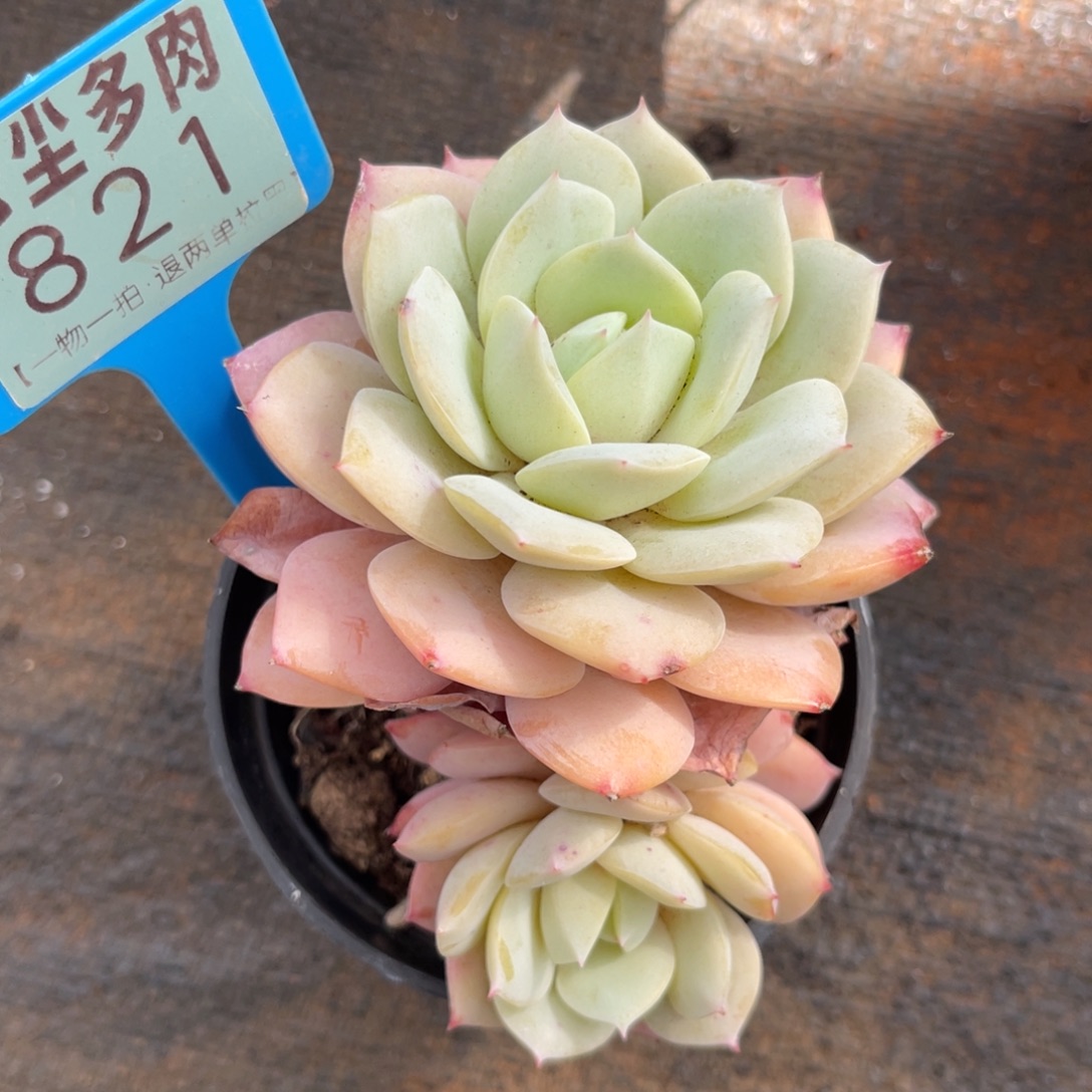 云尘多肉一物一拍821