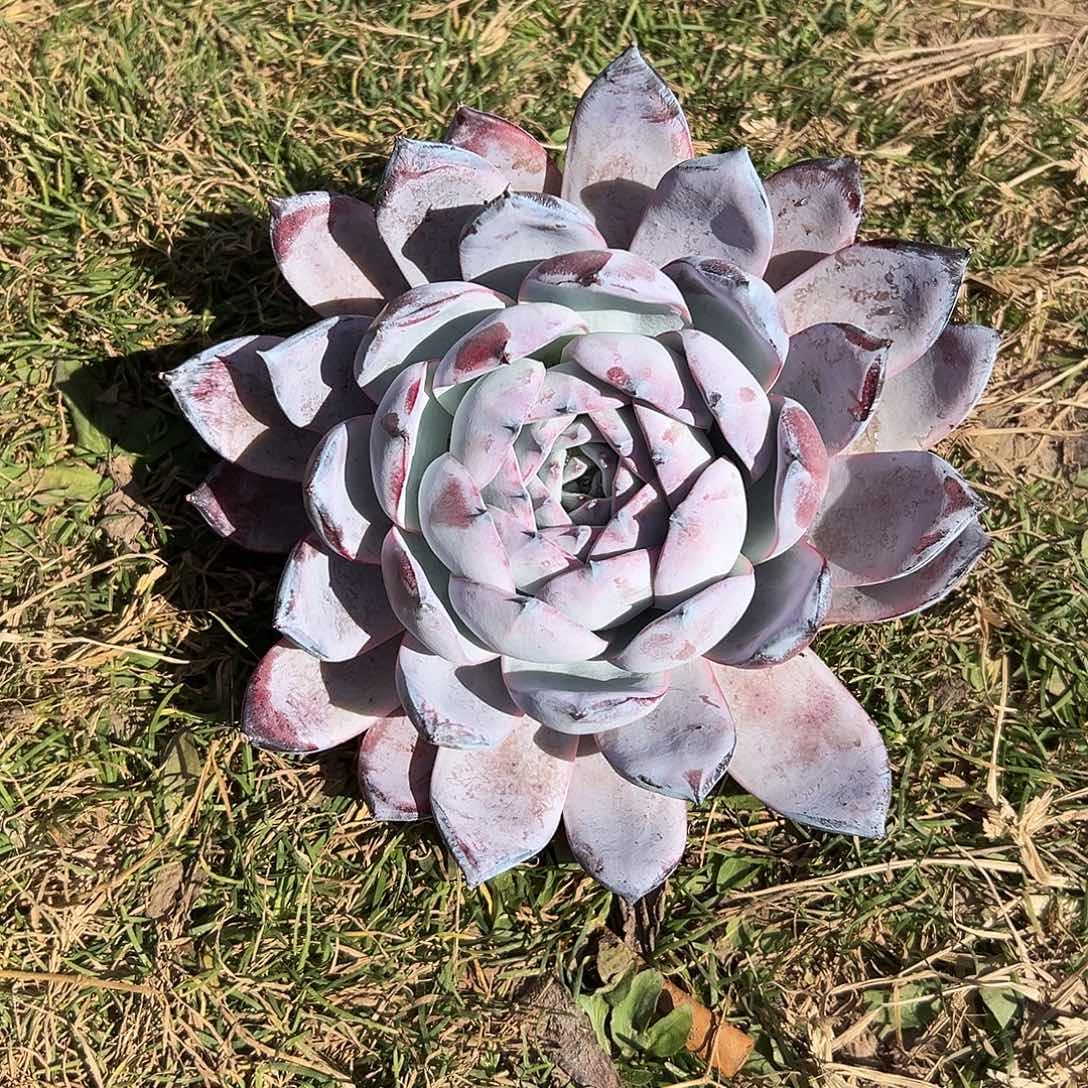 模特黑卡多肉。     