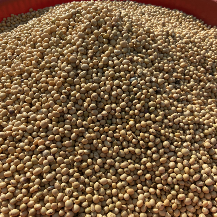 农村本地小黄豆 