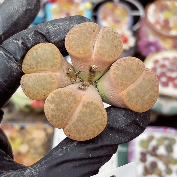 生石花满18包邮14-26