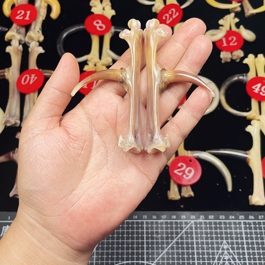 鸡骨（鸡脚）手串/手链摸*头