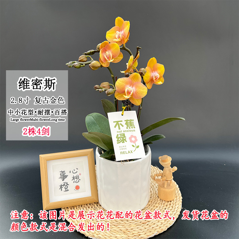 【维密斯】欧品蜡质蝴蝶兰中花型 颜色刚开暗淡越开越亮 桌面好养