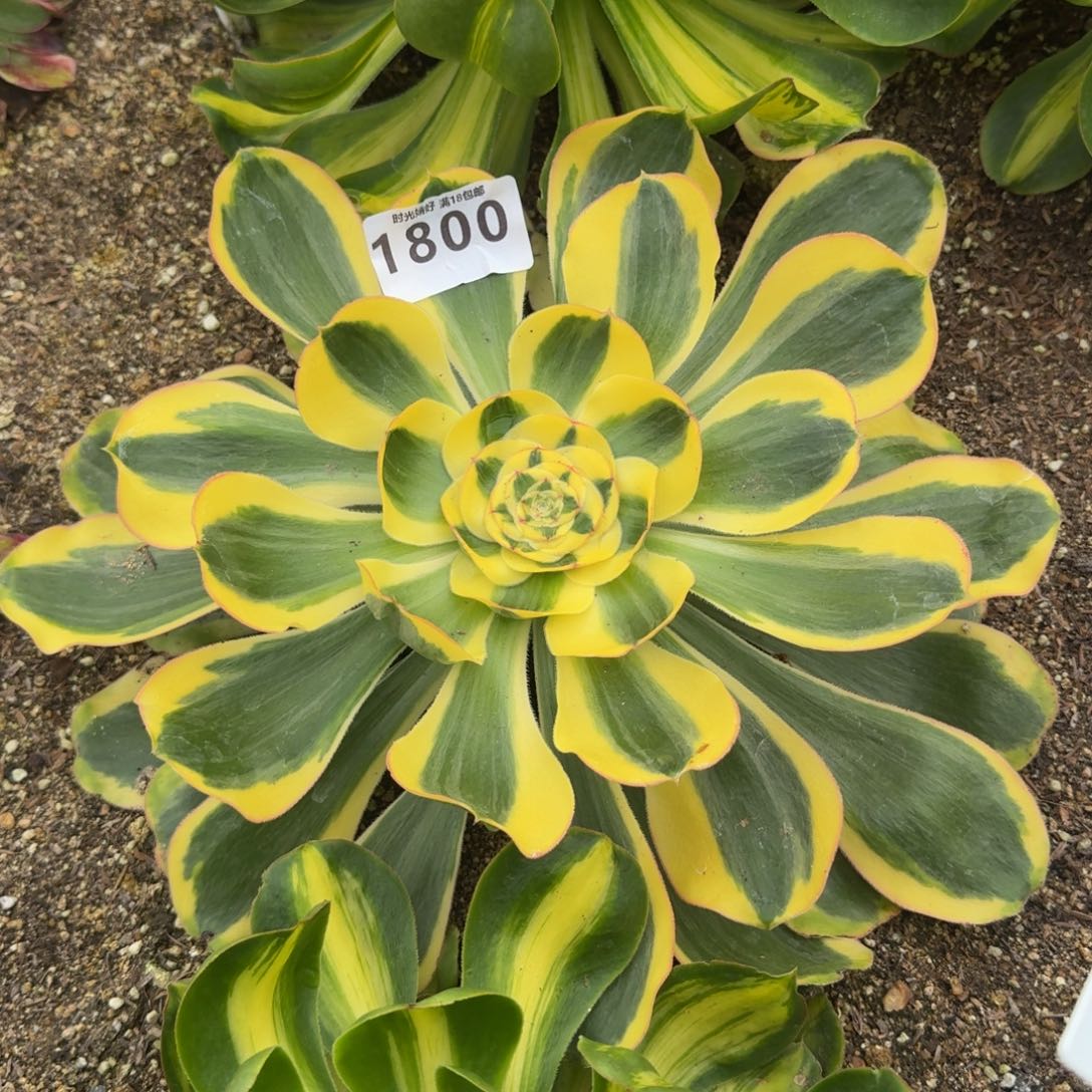 1800王妃。多肉植物