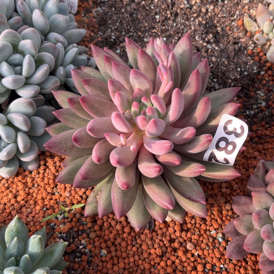 382紫体虞多肉植物