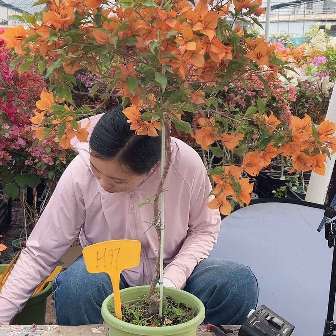 大部分花苞少量开放H97橙桑巴